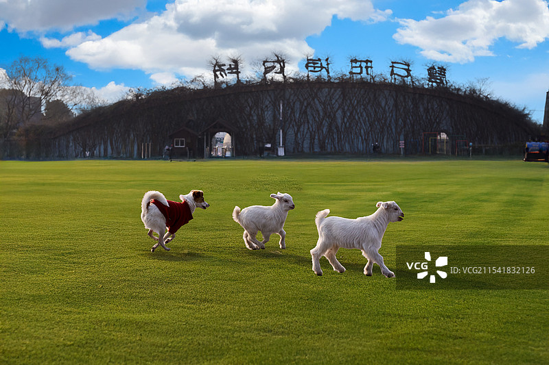 小狗追赶二只白色小羊羔在鲜绿草地上奔跑图片素材