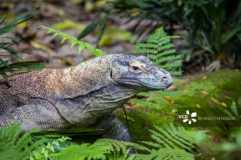 科莫多龙(Varanus komodoensis)图片素材