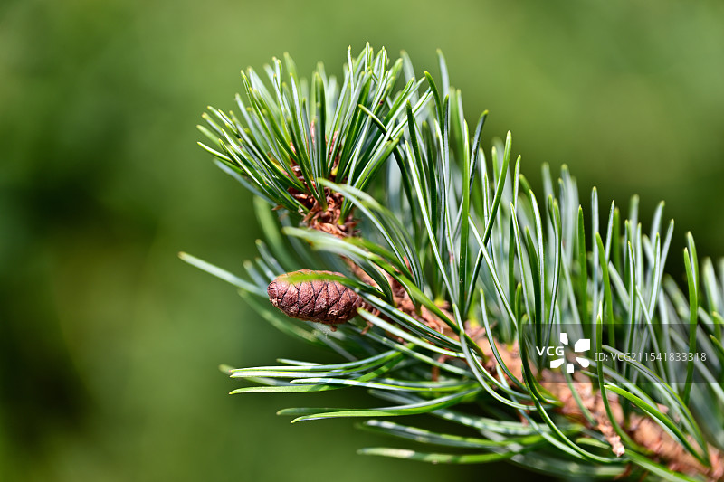 日本五针松图片素材