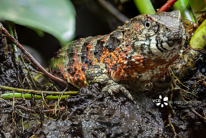 瑶山鳄蜥（Shinisaurus crocodilurus）图片素材