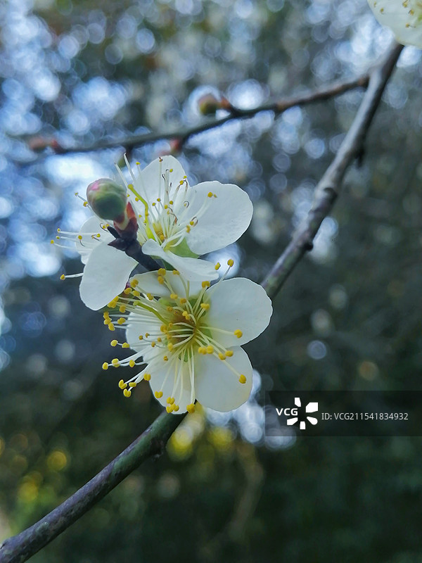 梅花图片素材