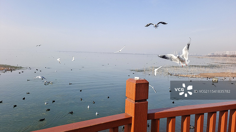 平顶山白龟湖畔的红嘴鸥图片素材