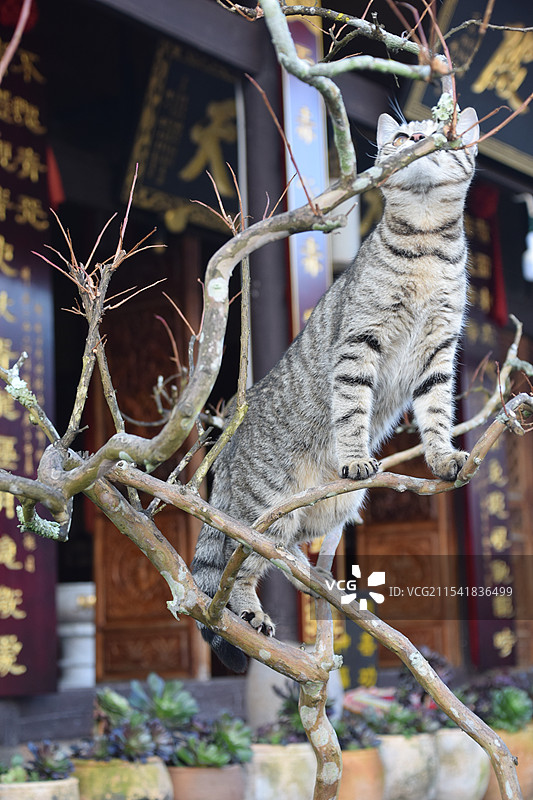 小狸花猫 腾冲和顺古镇中天寺图片素材