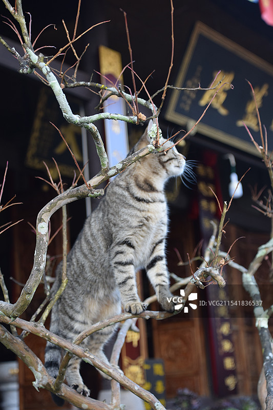 小狸花猫 腾冲和顺古镇中天寺图片素材