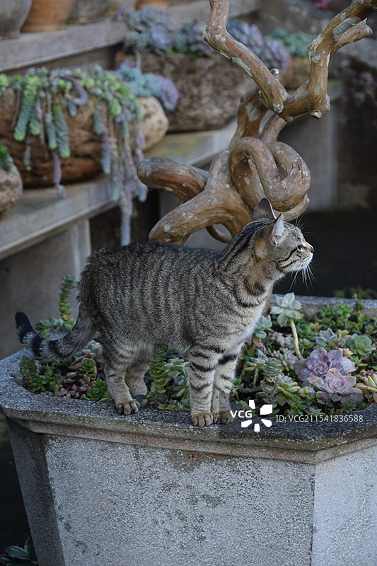 小狸花猫 腾冲和顺古镇中天寺图片素材