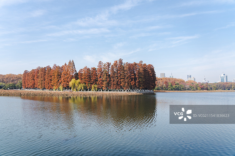 武汉东湖听涛景区秋景红叶图片素材