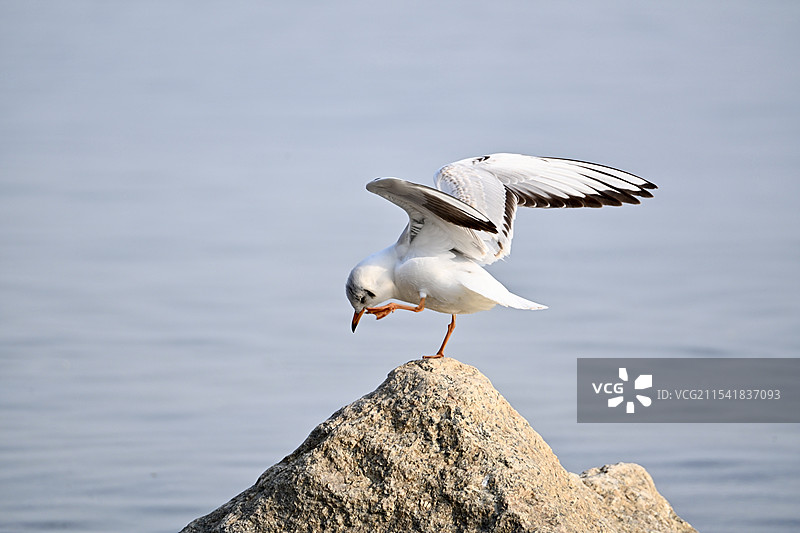 深圳湾的海鸥图片素材