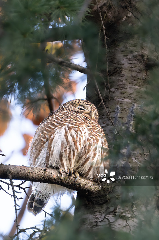 睡觉的猫头鹰斑头鸺鹠图片素材