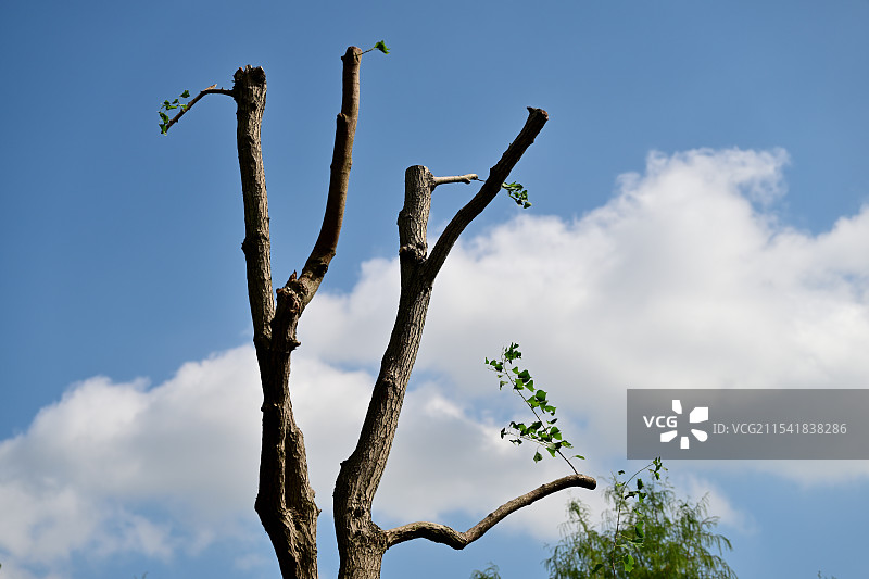 蓝天下的树干图片素材