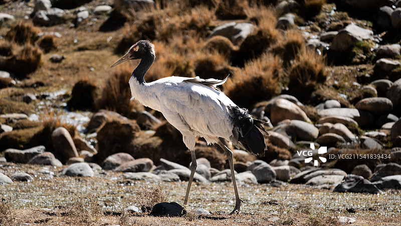 进藏偶遇黑颈鹤图片素材