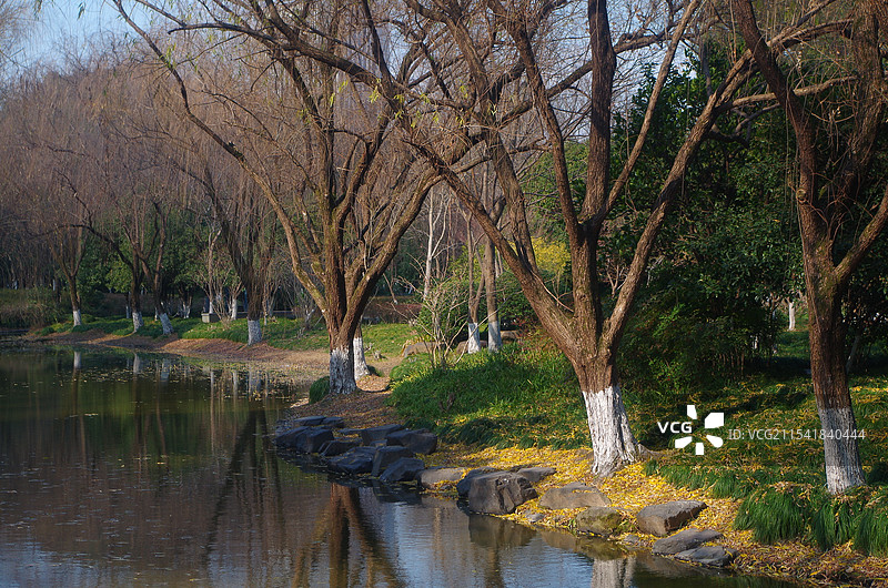 杭州城北体育公园冬季风景河畔枯柳图片素材