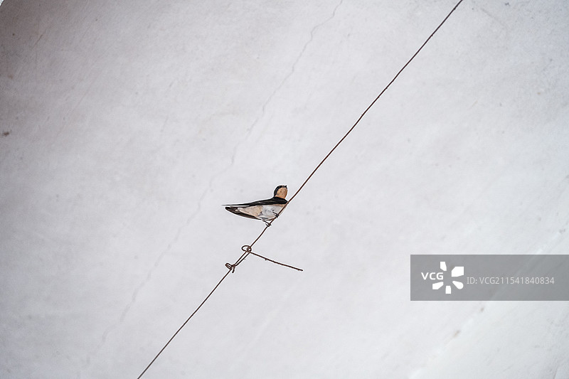 民房骑楼底下的燕子图片素材