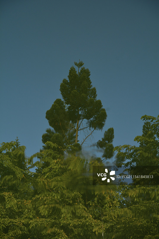 水中倒影  深圳洪湖公园图片素材