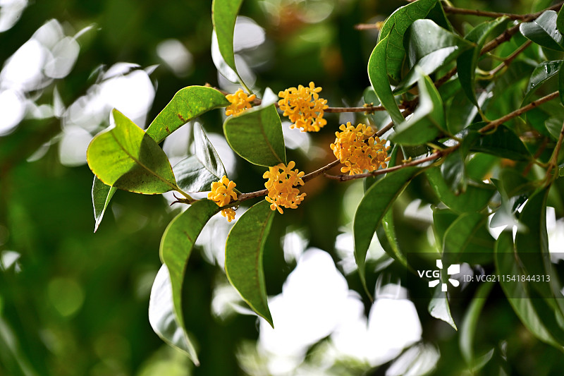 桂花，顾村公园图片素材
