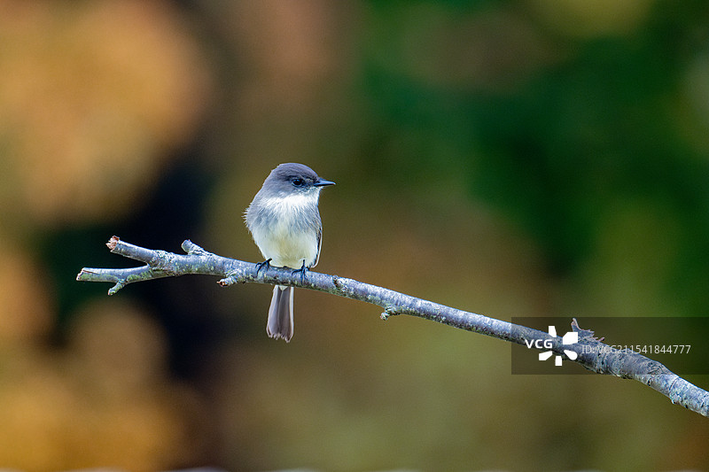 《灰胸长尾霸鹟》图片素材