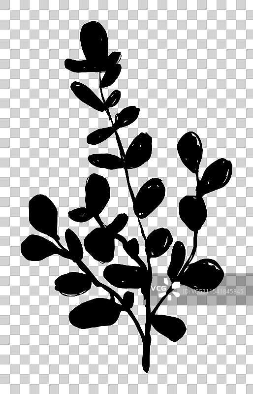 孤立的手绘桉树植物素描图片素材