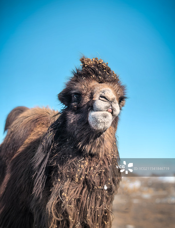 一只骆驼吐着舌头、歪着嘴凑过来要吃的，一脸不屑的表情，太好玩了图片素材
