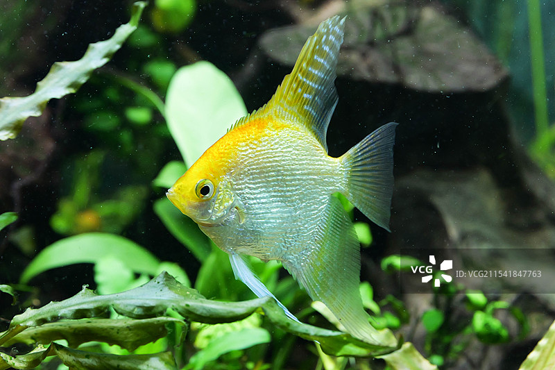 高清热带鱼神仙鱼金色图片素材