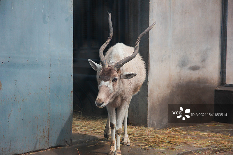 北京动物园羚羊特写图片素材