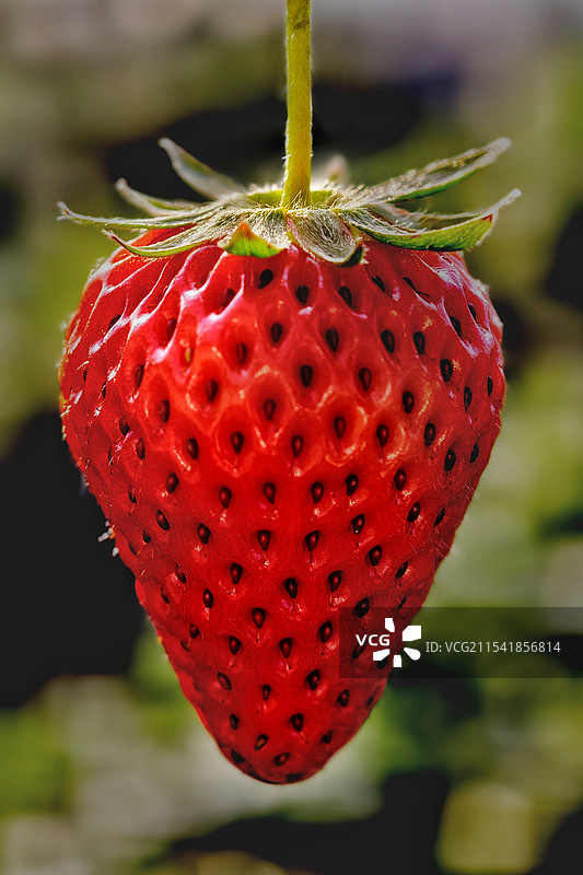 草莓特写图片素材