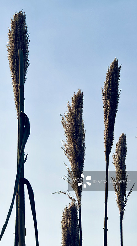 冬日芦苇图片素材