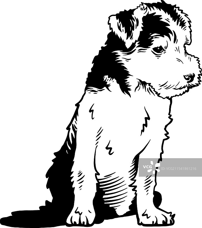 拉克兰梗小狗 - 狗的品种小狗图片素材