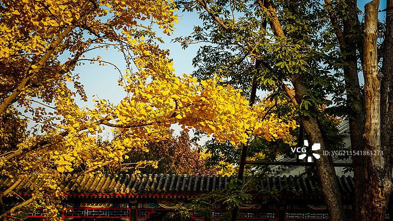 紫竹院公园行宫古老的银杏树秋季黄叶图片素材
