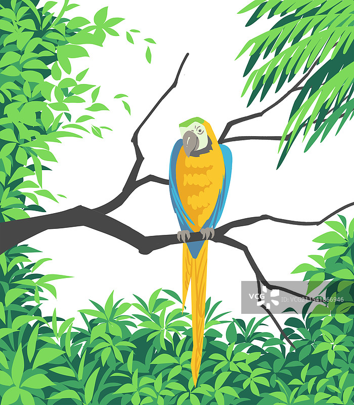 金刚鹦鹉图片素材