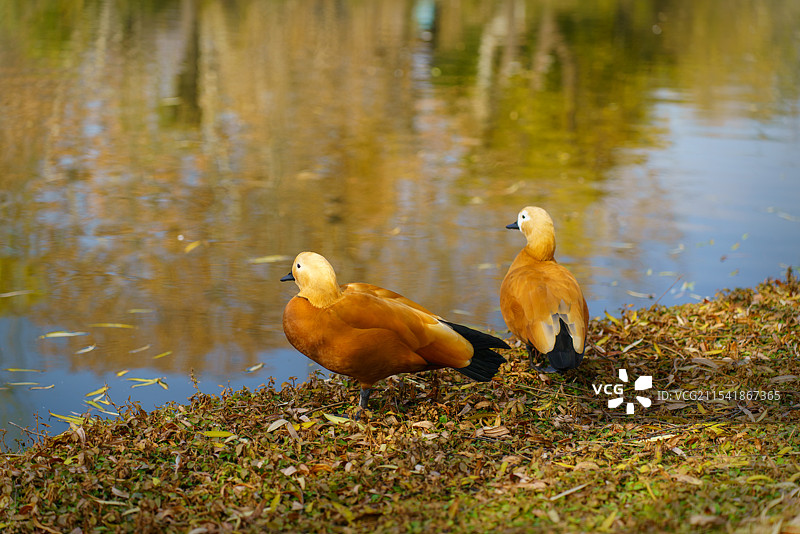 鸳鸯戏水图片素材