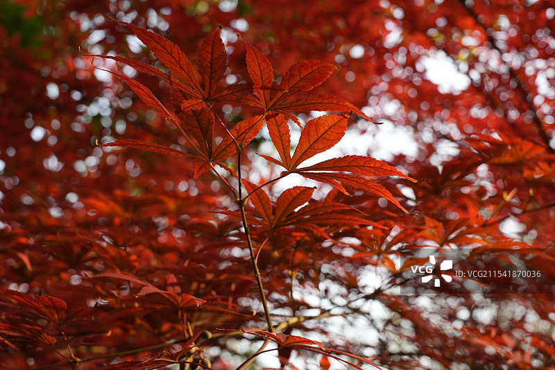 秋天的红色枫叶图片素材