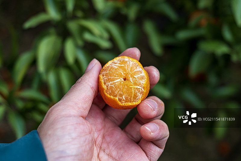 剥开的砂糖橘图片素材