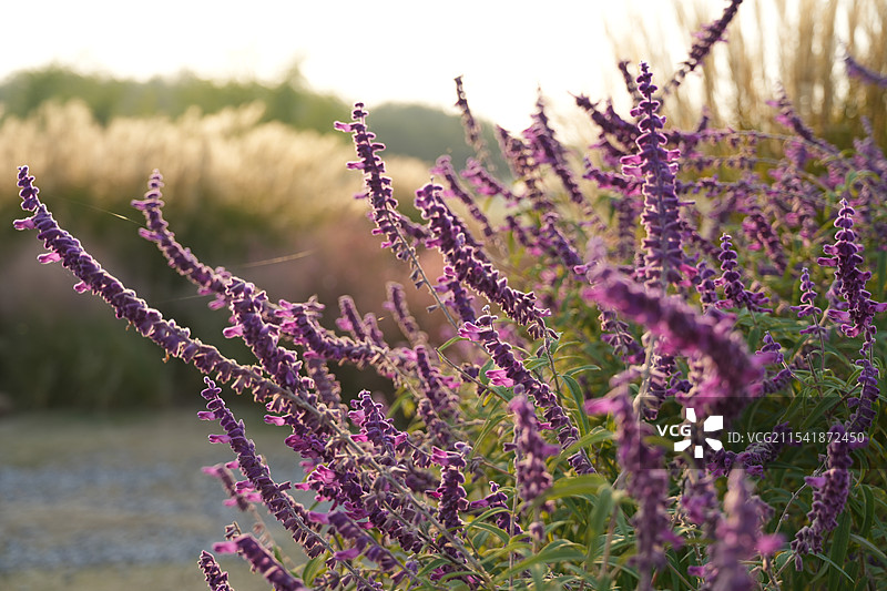 鼠尾草图片素材