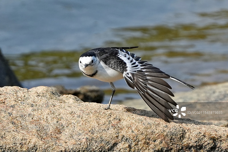 练武术的白鹡鸰图片素材