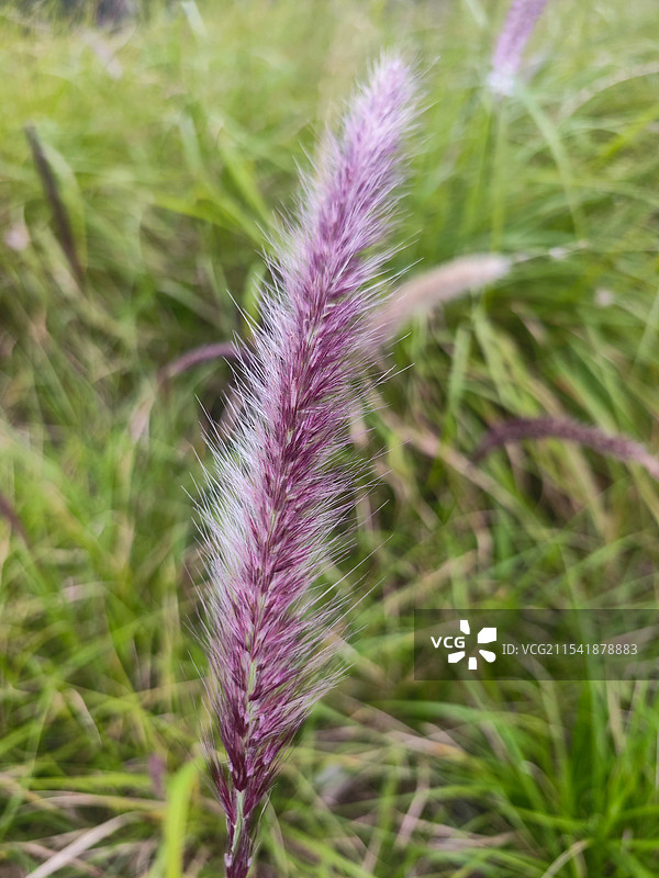 植物特写:狼尾草，也称䓞草、狗尾巴草，芮草，老鼠狼，狗仔尾，狼茅、狗尾草、狗子草、黑狗尾草图片素材