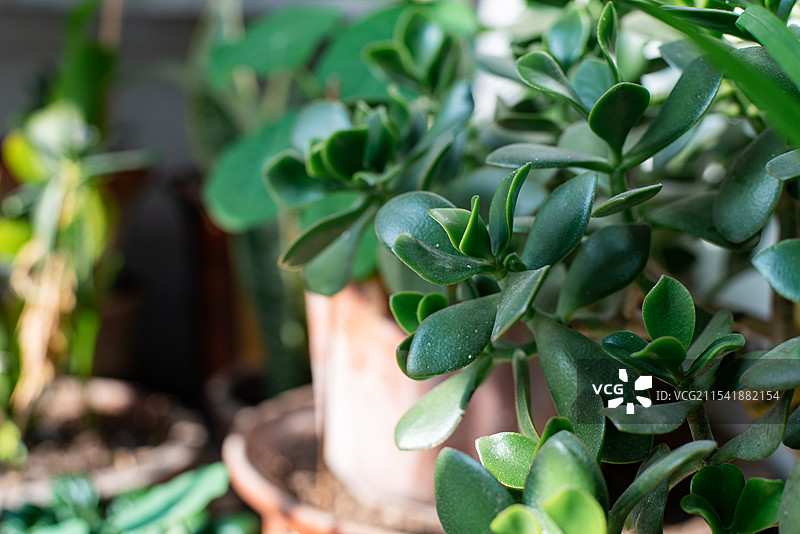 中国野生植物拍摄主题，花盆里的绿色的燕子掌玉树叶子，户外无人白昼图像摄影图片素材
