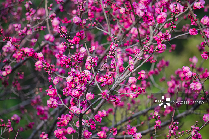 中国野生植物拍摄主题  ,春天的玉兰类栽培植物树木，盛开的红色粉色的美人梅碧桃桃花，户外白昼无人图像图片素材