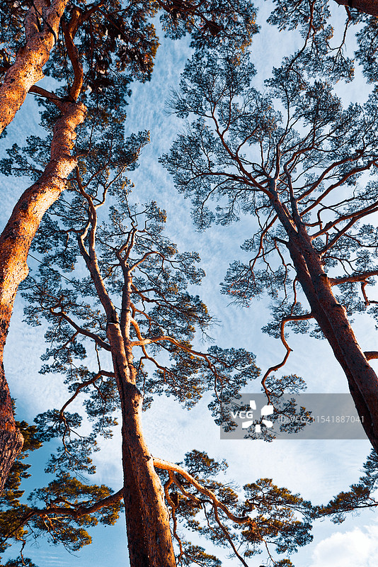 北海道五棱郭公园内的大树图片素材