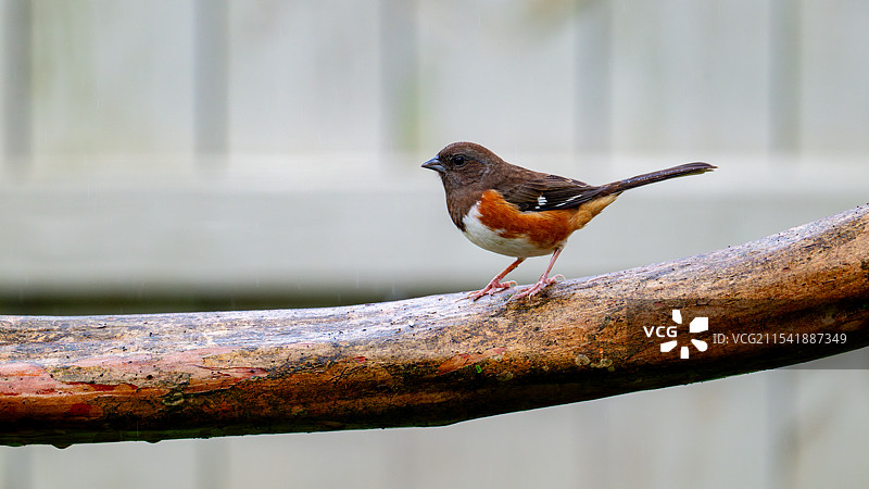 《棕胁唧鹀》图片素材