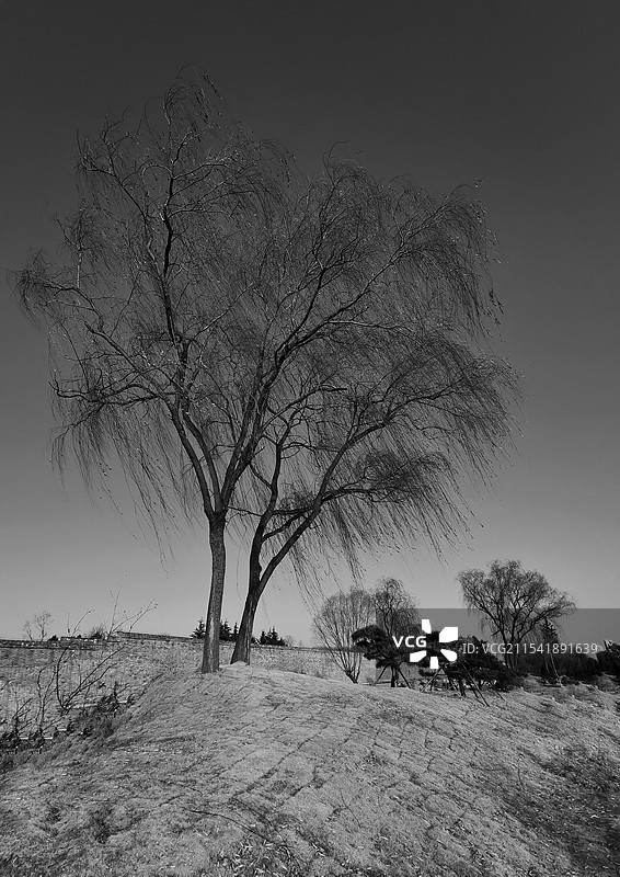 冬季寒风中飘曳的柳树图片素材