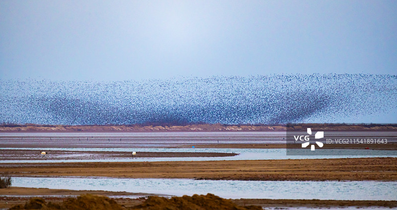 山东东营黄河入海口花脸鸭野鸭鸟浪图片素材