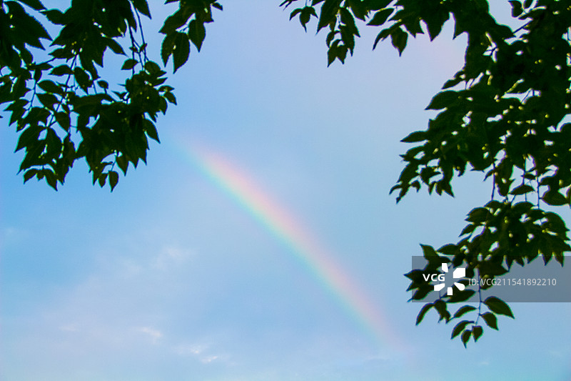 透过树叶的彩虹图片素材