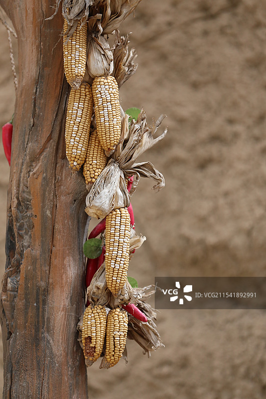 农户晒干悬挂的玉米图片素材