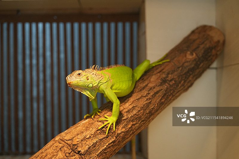 鬣蜥图片素材