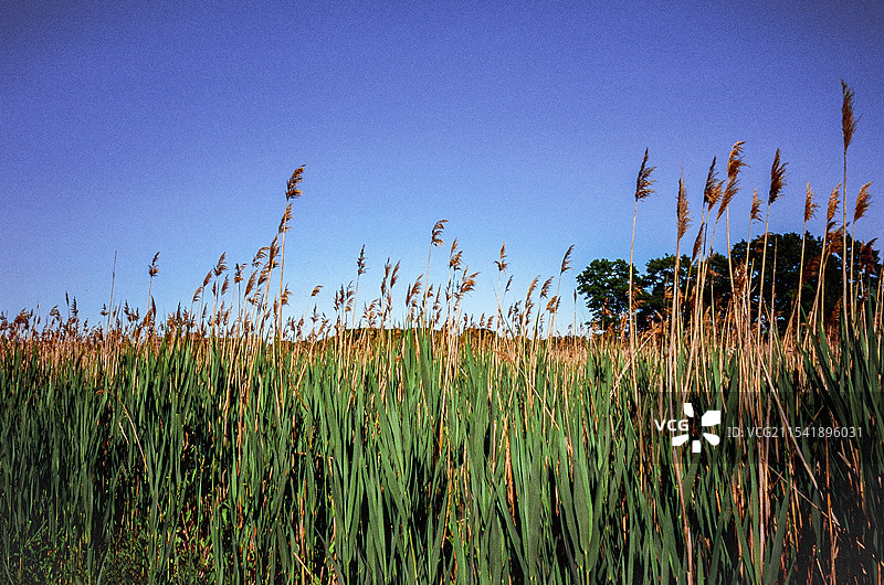 美国马萨诸塞州昆西夏季景色图片素材