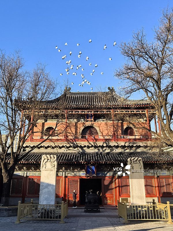 飞鸽环绕智化寺。北京古建筑。图片素材