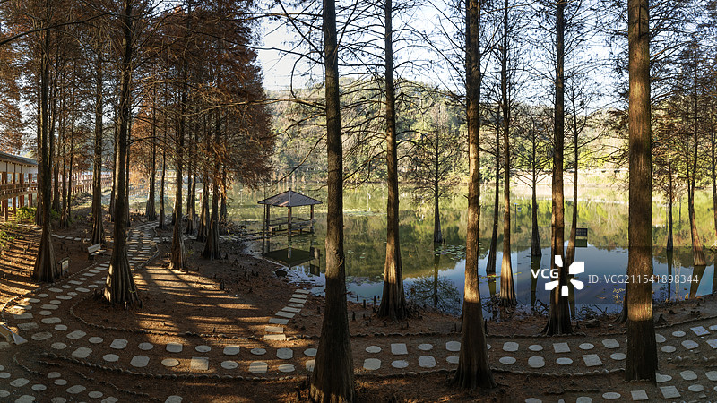 冬日暖阳撒进水杉林图片素材