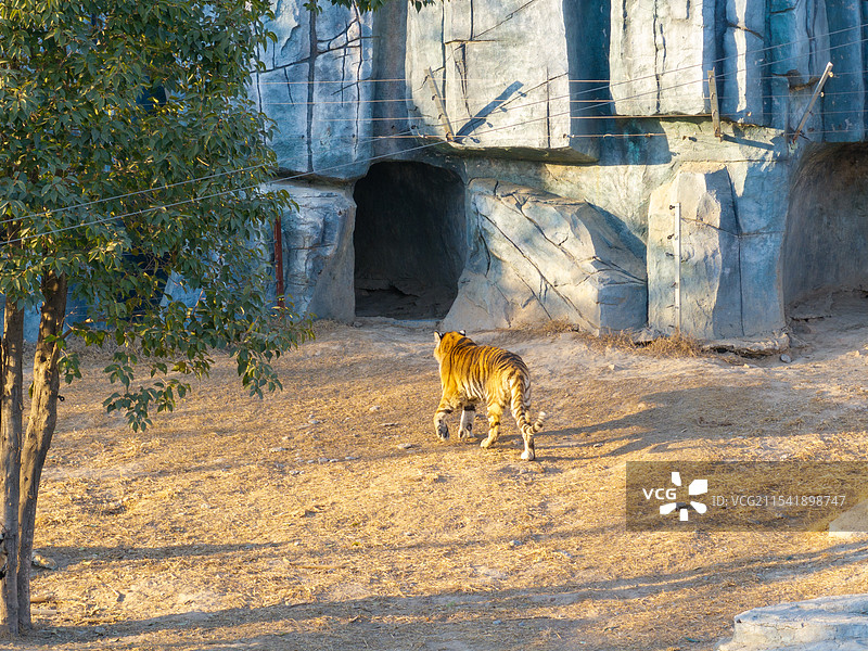 周口市川汇区北环路周口森林野生动物园老虎东北虎图片素材