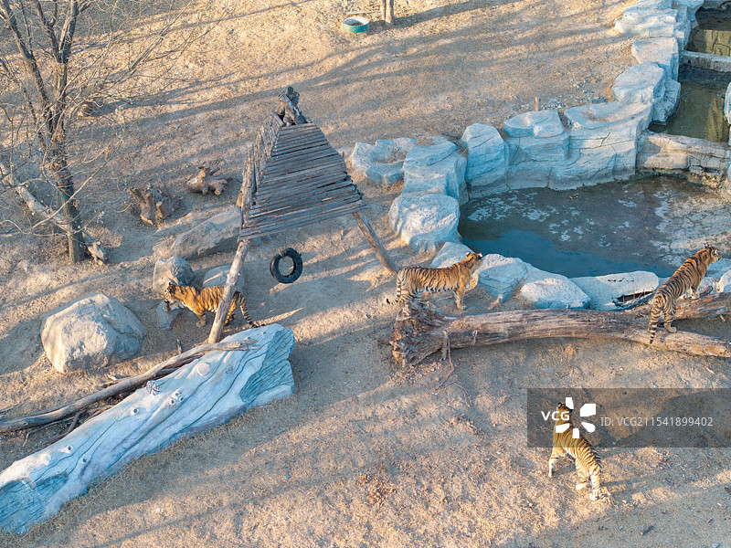 周口市川汇区北环路周口森林野生动物园老虎东北虎图片素材