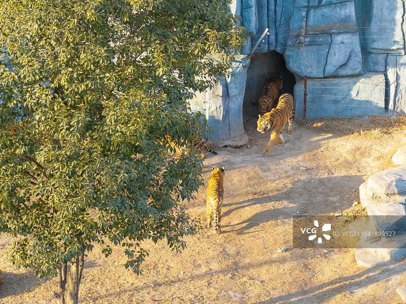 周口市川汇区北环路周口森林野生动物园老虎东北虎图片素材