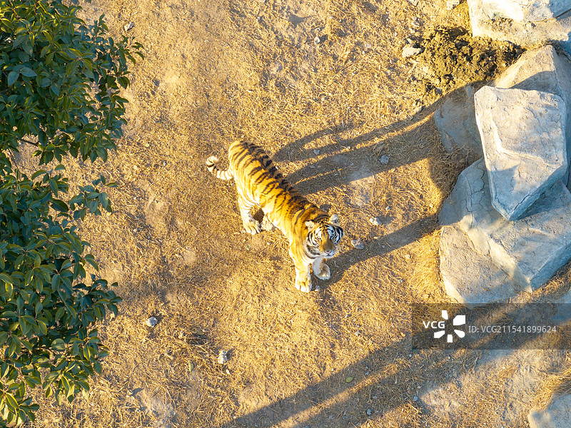 周口市川汇区北环路周口森林野生动物园老虎东北虎图片素材